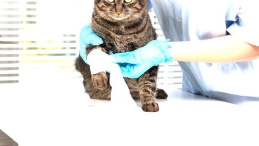 Guide to Caring for an Injured Cat
