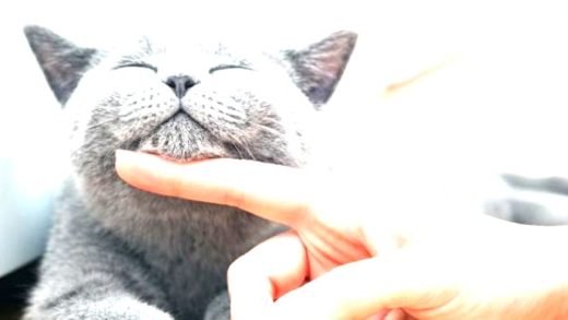 Essential cat care guide for pet owners