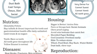 Guide to caring for chinchillas