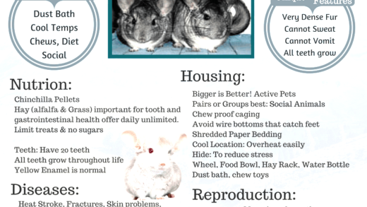 Guide to caring for chinchillas