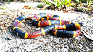 A bright coral snake resting on the ground