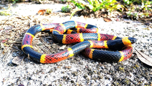 A bright coral snake resting on the ground