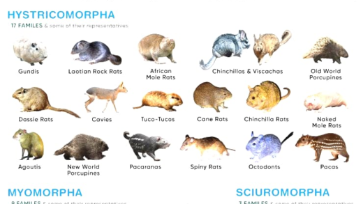 Collection of different rodent species