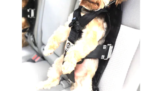 A dog secured in a seat belt in a car
