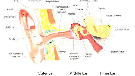 Detailed diagram of ear anatomy
