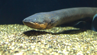 Electric Eel swimming in water