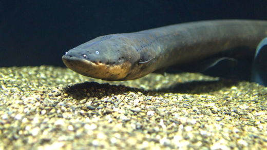 Electric Eel swimming in water
