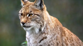 Eurasian Lynx Camouflaged in the Forest