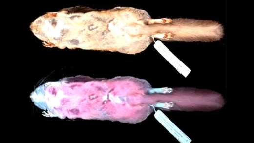 Flying squirrels glowing pink under UV light