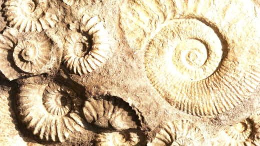 Fossils showcasing prehistoric life