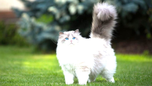 A selection of friendly cat breeds