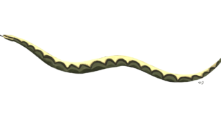 Fossil of Gigantophis Garstini