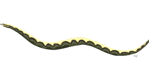 Fossil of Gigantophis Garstini