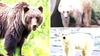 Grolar bear showing unique characteristics