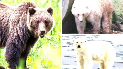 Grolar bear showing unique characteristics