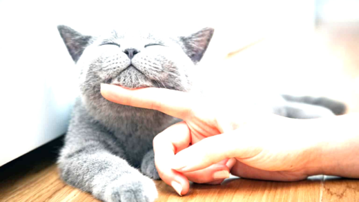 A happy cat playing with a toy
