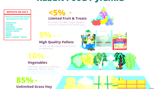 Guide to a healthy diet for rabbits