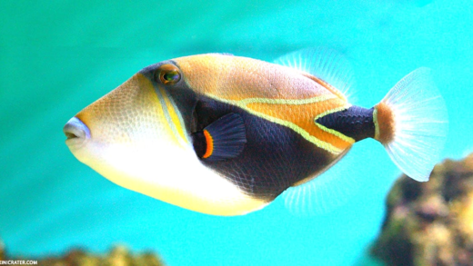 Humuhumunukunukuapua'a swimming in Hawaiian waters