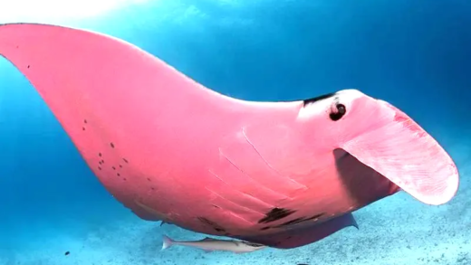 A stunning pink manta ray swimming in the Great Barrier Reef