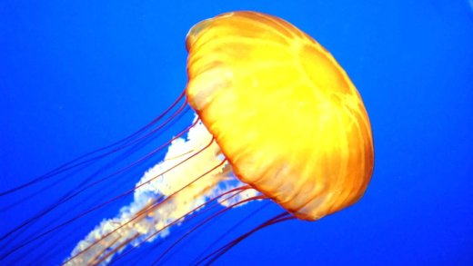 A beautiful jellyfish swimming in the ocean