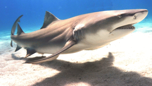 Lemon shark swimming in clear waters