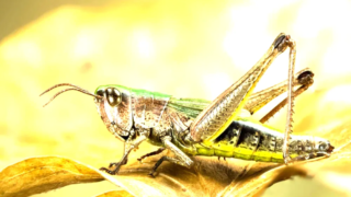 Comparison of locusts and grasshoppers