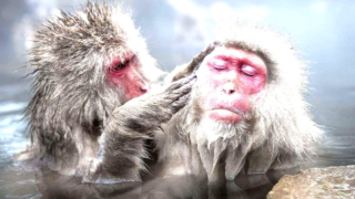 Female macaques engaging in grooming behavior
