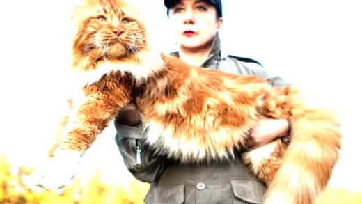 A beautiful Maine Coon cat sitting gracefully