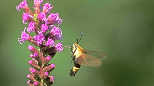 Moths contributing to pollination at night