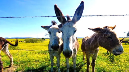 Mules, Burros, and Jackasses