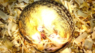 Hibernating squirrels and muscle growth