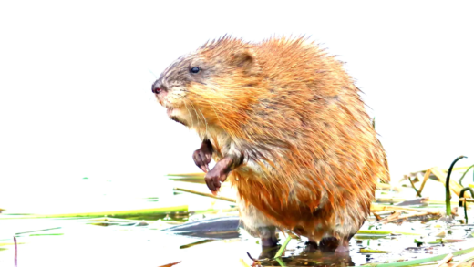 A muskrat in its natural habitat
