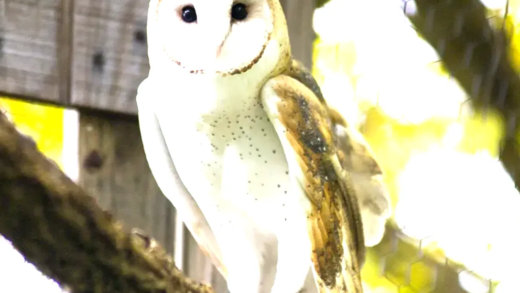 Various species of owls in their natural habitat