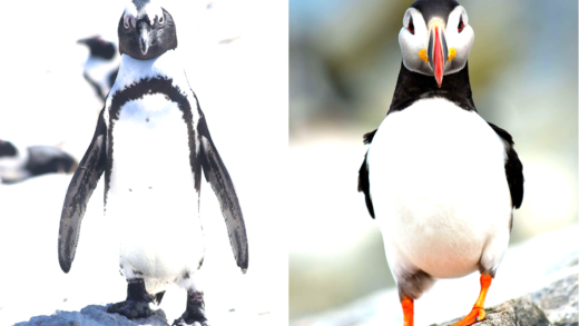 Comparison of Penguins and Puffins