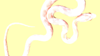 A beautiful pink snake in its natural habitat