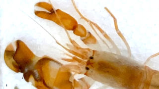 A vibrant pistol shrimp showcasing its unique claw