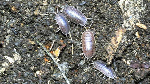 Roly-Poly Bugs in the Garden