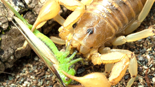 Scorpion eating behavior