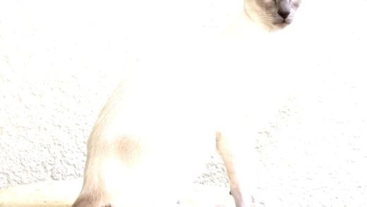 A beautiful Siamese cat with striking blue eyes