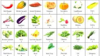 Visual representation of Square Foot Gardening layout