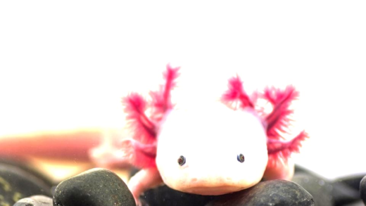 Strange Ocean Creatures in Their Habitat