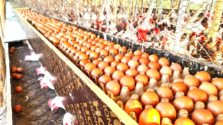 Tips for collecting chicken eggs successfully