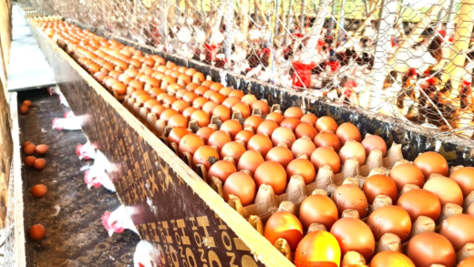 Tips for collecting chicken eggs successfully