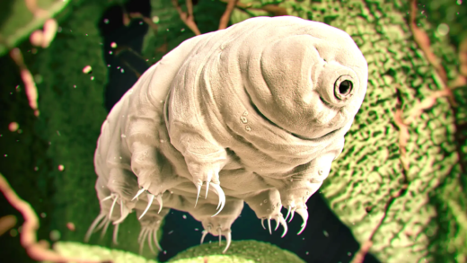 Image of a tardigrade, also known as a water bear