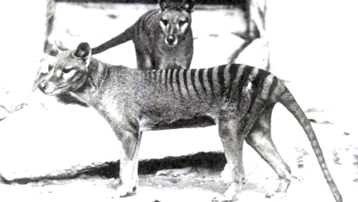 A thylacine in its natural habitat