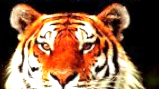 A tiger in its natural habitat representing conservation efforts