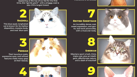 Popular cat breeds in U.S. homes