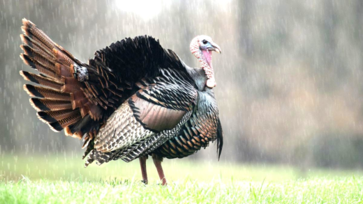 Turkey seeking shelter during rain