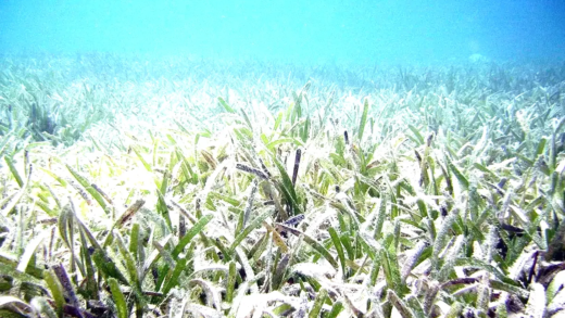 Underwater pollination by sea bees and crustaceans