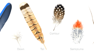 A vibrant display of bird feathers highlighting their unique characteristics